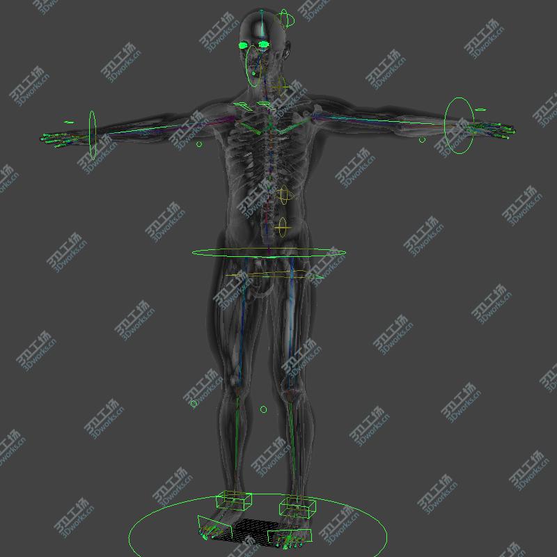 images/goods_img/2021040234/Maya Rigged Human Male Body, Muscular System and Skeleton/2.jpg